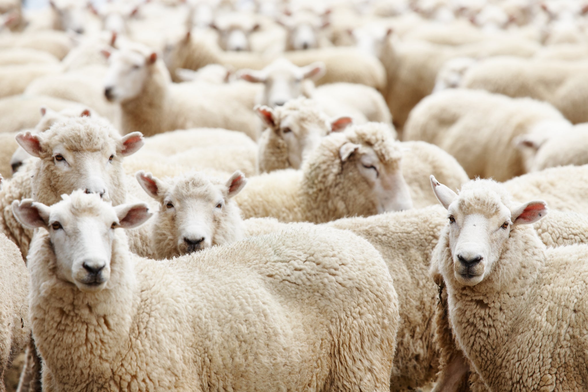 Who Is Our Bff? - Australian Merino Wool.